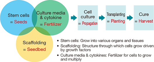 [image]Three key elements required in regenerative medicine